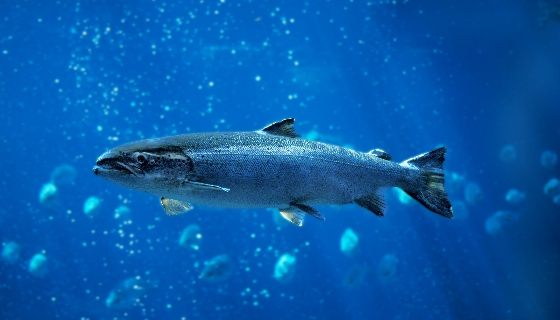 瑞士將建造最先進的鮭魚循環水產養殖系統(RAS)