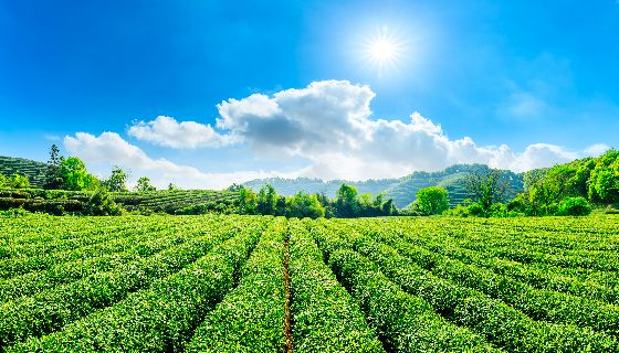 茶業改良場-農業線上課程介紹