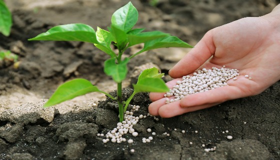 利用磷酸酶降低化學磷肥依賴之潛力