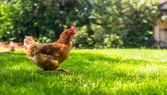 【減量】英國公司(Better Origin)所開發小型昆蟲農場以減少雞隻的碳足跡