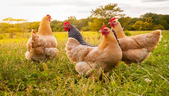 【減量】減少肉雞與蛋雞排放碳的方法