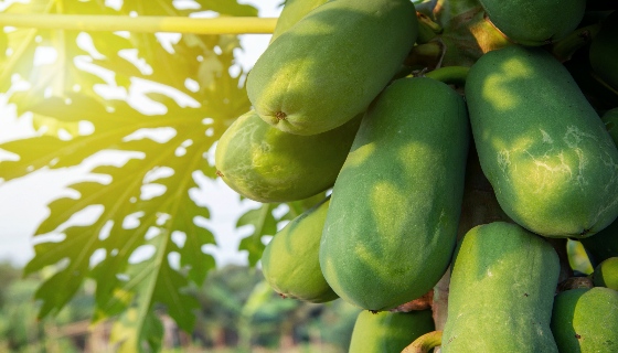 高雄農來訊成果豐碩智慧農業夯 導入AI掌握木瓜成熟度