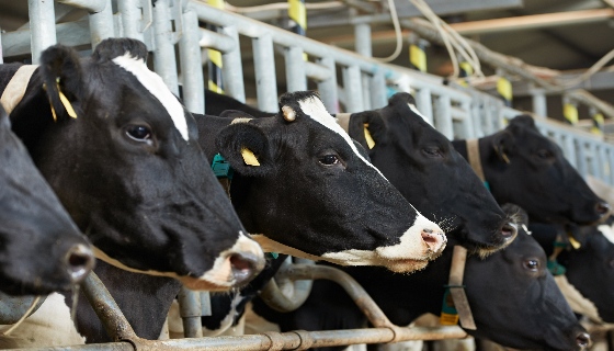 無人機如何協助乳牛場管理甲烷排放