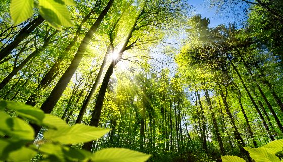 【增匯】自動播種無人機每天可種植 40,000 棵樹幫助對抗森林砍伐