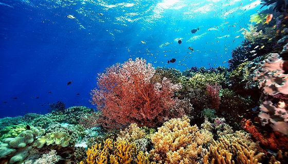 【增匯】沃旭能源計劃重建台灣海域的珊瑚礁