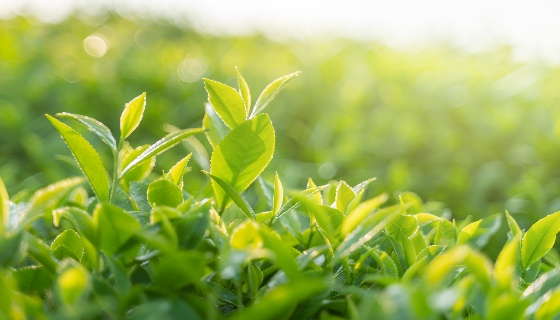 綠茶萃取物可以減緩腸道發炎並降低血糖