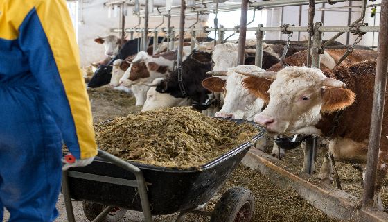 荷蘭透過循環糞便處理系統減少牛舍的氮排放量