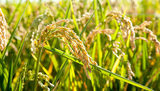 中國農業農村部關於推進稻漁綜合種養產業高質量發展的指導意見