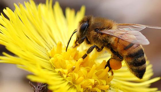 美國農業部 (USDA) 核可了世界上第一種蜜蜂疫苗