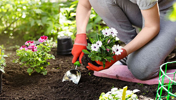 園藝可能有助於降低癌症風險，促進心理健康