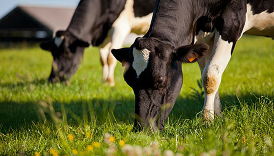 將乳牛移到戶外牧場對改善牛奶成分和乳酪的產量的影響