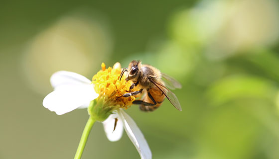 人工智能相機幫助農民追踪蜜蜂