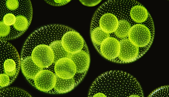 微藻作為永續食品的應用潛力