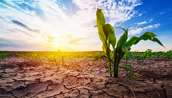 【減量】什麼是氣候智慧型農業