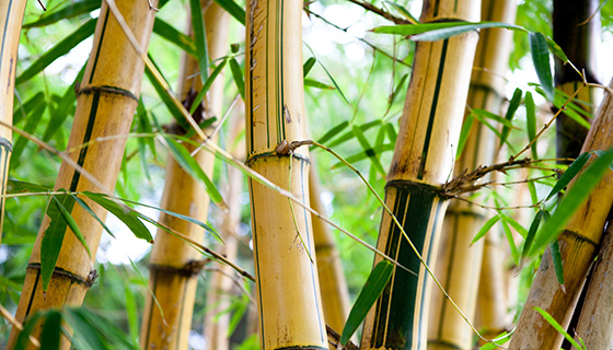 日本應用竹子解決農業堆肥問題