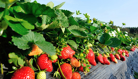 用AI預測草莓產收期與控制產收期技術