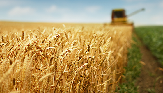小麥產量遺傳增益難以抵消氣候持續變暖帶來的衝擊