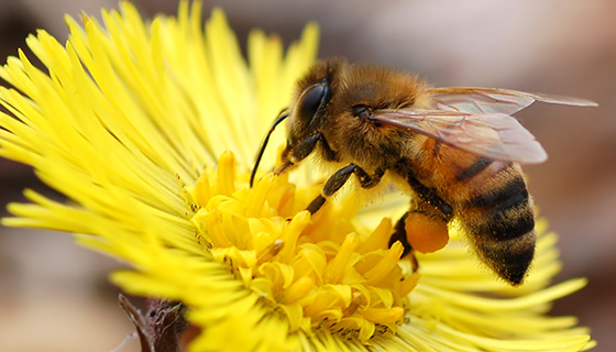 Are Robot Bees The Future? 機器蜜蜂會是未來嗎?