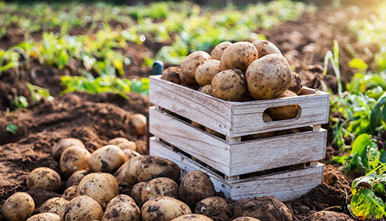 新品種馬鈴薯「種苗6號」 產量及環境耐性更好！
