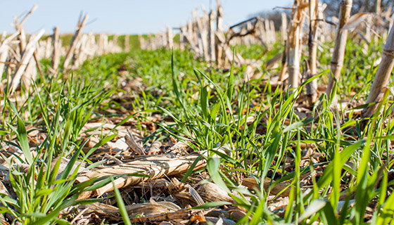 【增匯】研究顯示覆蓋作物有助於維持土壤健康