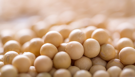 高蛋白大豆新品種育成 推廣栽種產品多元
