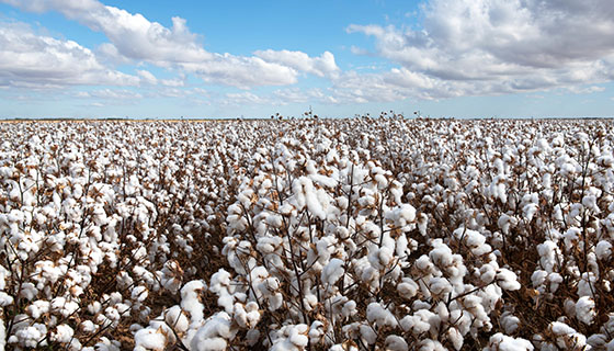 氣候資源變化對棉花產量的影響機制