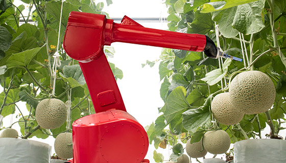 A robotic raspberry teaches machines how to pick fruit 機器覆盆子教機器如何採摘水果