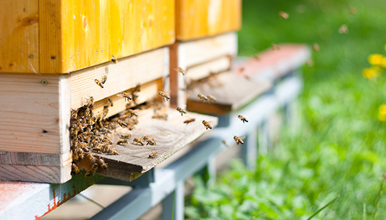 使用決策架構實現養蜂業數位轉型