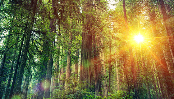 【增匯】樹木多樣性可能會增加森林土壤中碳與氮的儲存量