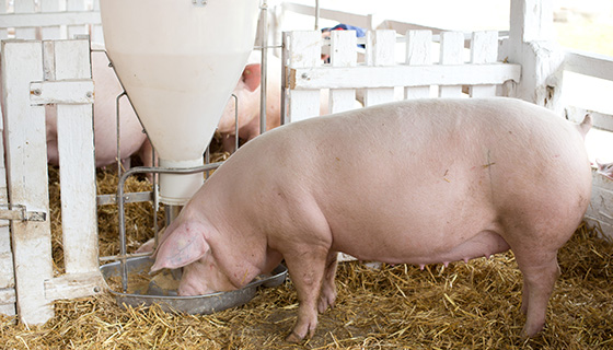 使用深度學習檢測豬隻行為預估養殖方案