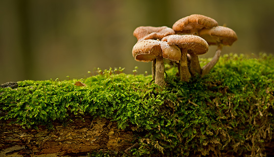 蘑菇生態效益：減少能源消耗和碳排放研究