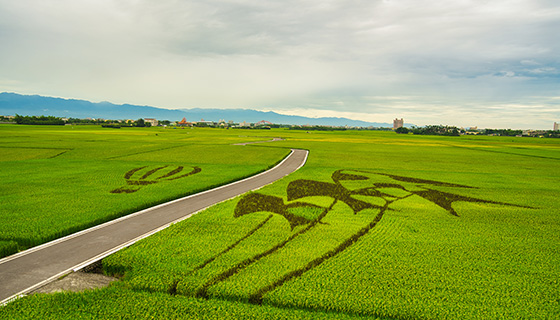 興大AI農業前瞻預警平台 可助稻作灌溉用水減2成