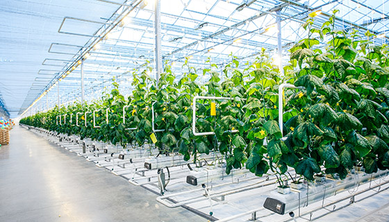 智慧溫室如何協助哈薩克農民全年種植蔬菜