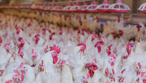 應對印尼家畜抗生素抗藥性的措施：良好飼養規範的影響