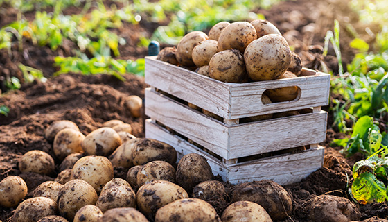 無土栽培馬鈴薯的農場讓你大吃一驚——不可思議的農業技術