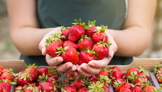 甜蜜的科學：吃草莓有助於預防失智症和憂鬱症
