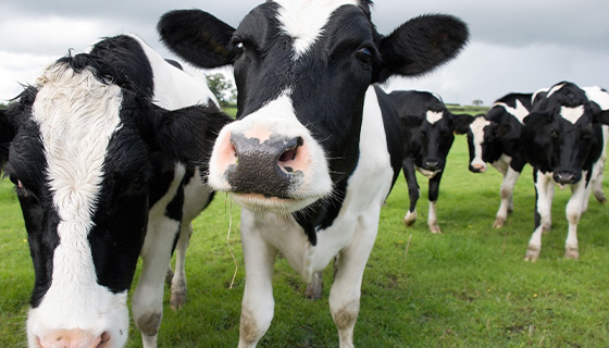 在農場內，飼養牲畜的虛擬圍欄如何運作呢？
