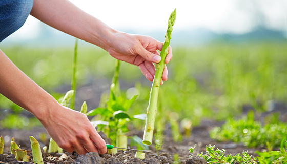 桃園區農改場改良土壤鹽害 設施蔬菜產量增4成5