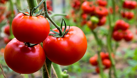 植物根的生存之道-揭示番茄植物的乾旱防禦機制