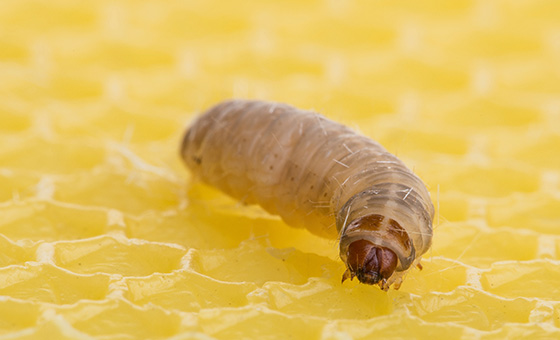 What Do Insects And Science Have To Do With Each Other? | BBC Earth Science