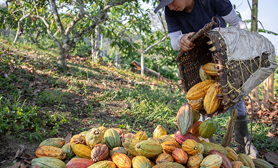Can chocolate save the rainforest?