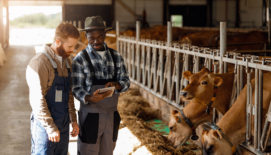 智慧育種為非洲畜牧業提高其生產力
