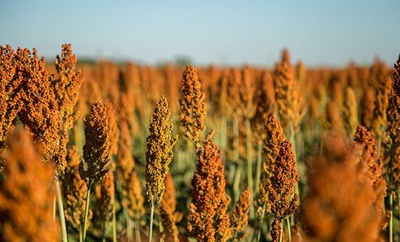 高粱具氣候潛力將在歐洲發揮關鍵作用可能性