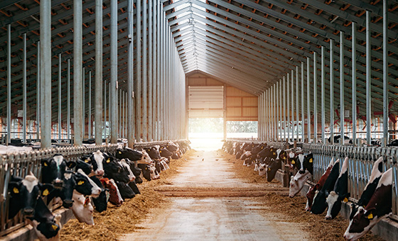 透過永續農業，紐約乳牛場達成低排放
