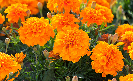 桃園農改場萃取金盞花葉黃素 加入甜點補充營養