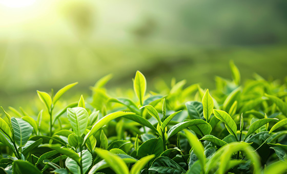 台灣唯一可製茶原生種 林試所推廣「台灣山茶」