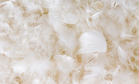 「臺灣鵝絨」軟黃金的溫暖旅程 從農廢到50倍價值的隱形臺灣之光