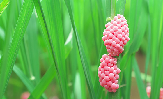 「農業戰士」成功壓制福壽螺!啃食農作物損失破百億..不僅食量驚人繁殖力更旺盛!他從半導體轉行從農 開發獨家緩釋技術 解決農地蟲蟲危機!|【台灣新思路】