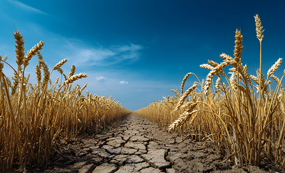 氣候變遷促使棲地縮減，野生動物被迫闖入人類生活空間