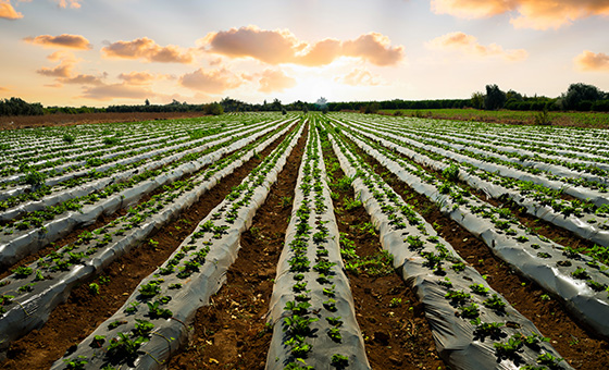 研發可生物分解的覆蓋膜，降低農業生產中產生的塑膠汙染